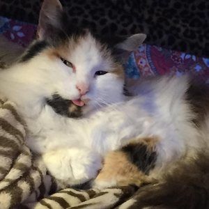 Meet your Posher, Amber